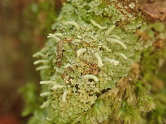 Cladonia umbricola