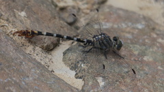 Paragomphus sinaiticus