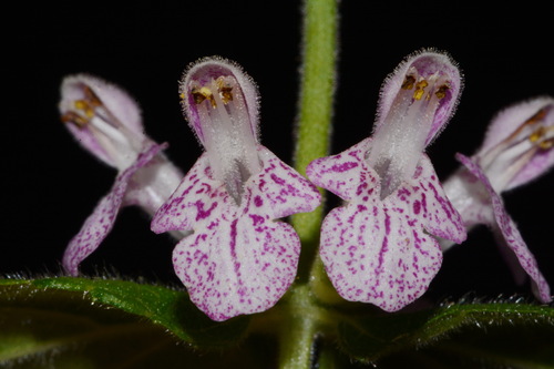 Image of Stachys alabamica by (c) Brian Finzel, some rights reserved (CC BY-SA)