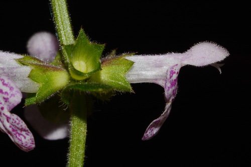 Image of Stachys alabamica by (c) Brian Finzel, some rights reserved (CC BY-SA)