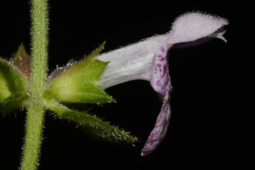 Image of Stachys alabamica by (c) Brian Finzel, some rights reserved (CC BY-SA)