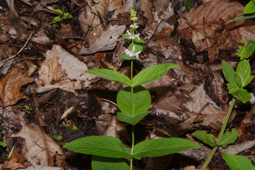 Image of Stachys alabamica by (c) Brian Finzel, some rights reserved (CC BY-SA)