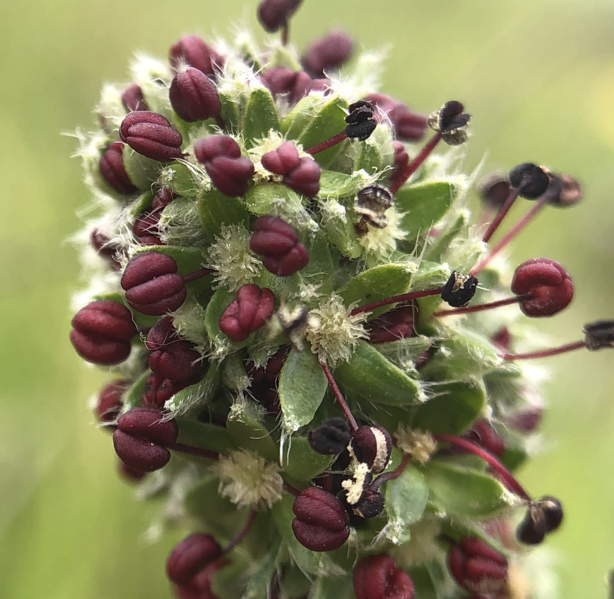 Acaena pinnatifida var. californica