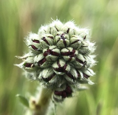 Acaena pinnatifida californica