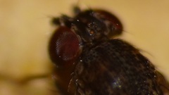 Drosophila repleta