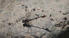 Paragomphus sinaiticus