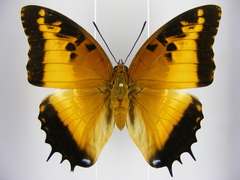 Charaxes pollux pollux