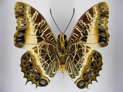 Charaxes pollux pollux