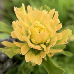 Castilleja wightii