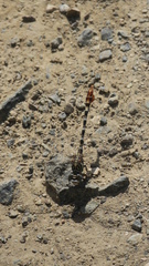 Paragomphus sinaiticus