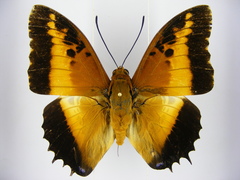 Charaxes pollux pollux