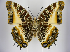 Charaxes pollux pollux