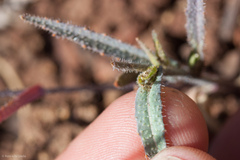 Streptanthus glandulosus glandulosus