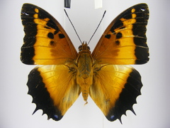 Charaxes pollux pollux