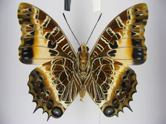 Charaxes pollux pollux