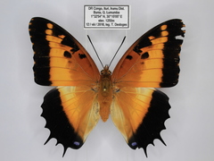Charaxes pollux pollux