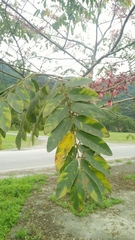 Cassia bakeriana