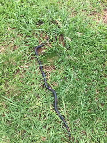 Silvia's Coralsnake