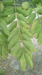 Cassia bakeriana