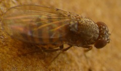 Drosophila repleta