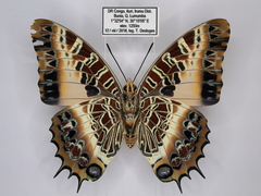 Charaxes pollux pollux