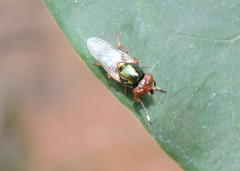 Physiphora