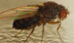 Drosophila repleta