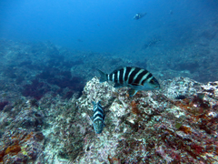 Chirodactylus spectabilis