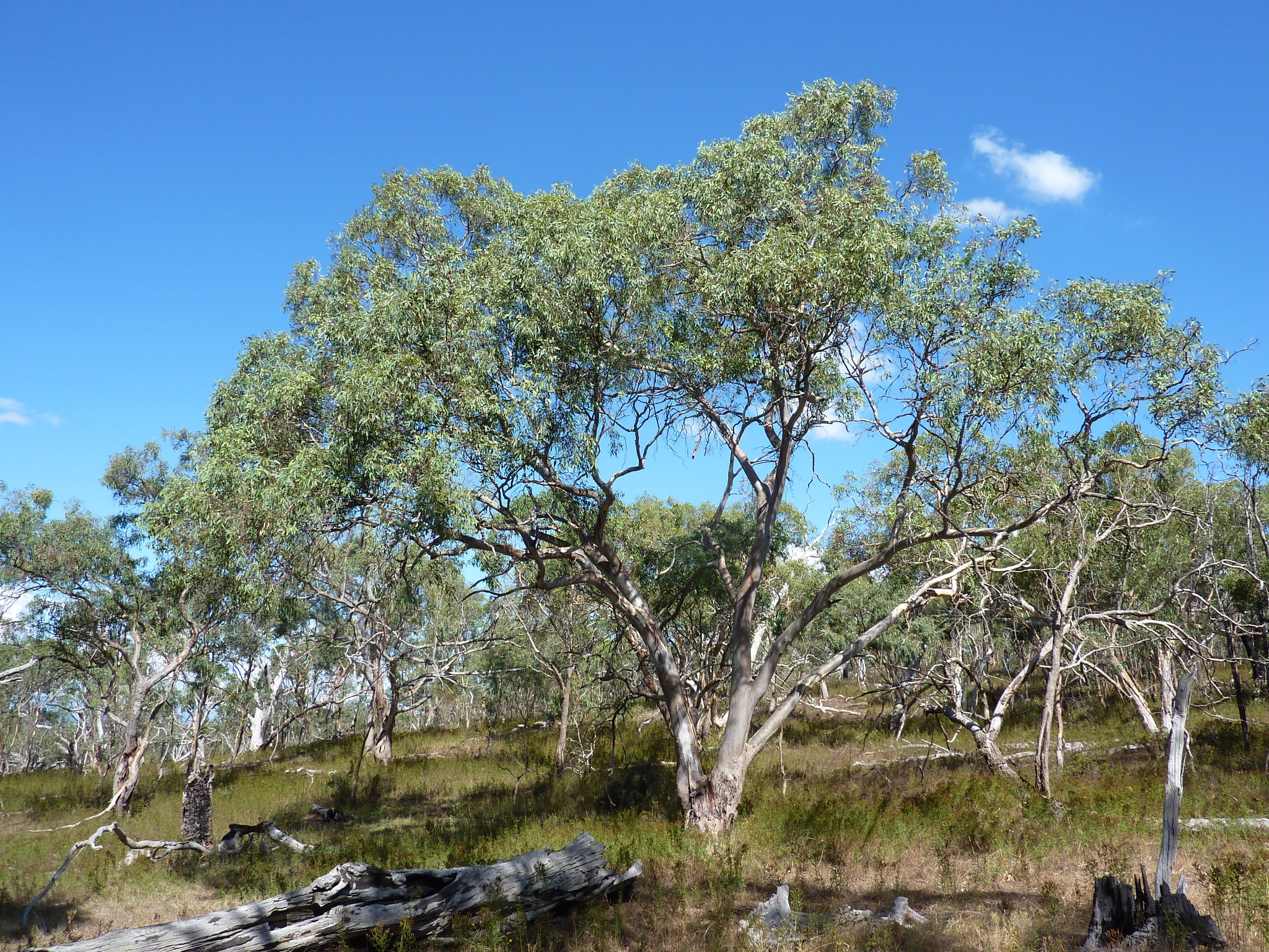 Eucalyptus blakelyi