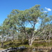 Eucalyptus blakelyi - Photo (c) Dean Nicolle, alguns direitos reservados (CC BY-NC), uploaded by Dean Nicolle
