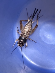 Gryllus personatus