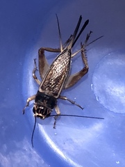 Gryllus personatus