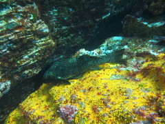 Aplodactylus arctidens
