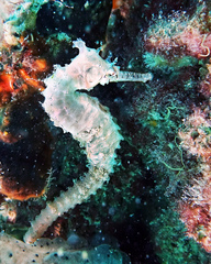 Hippocampus subelongatus