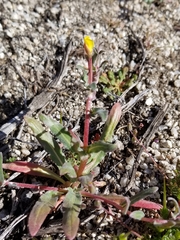 Camissoniopsis pallida