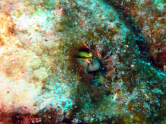 Parablennius laticlavius