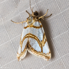Argentostiria koebelei