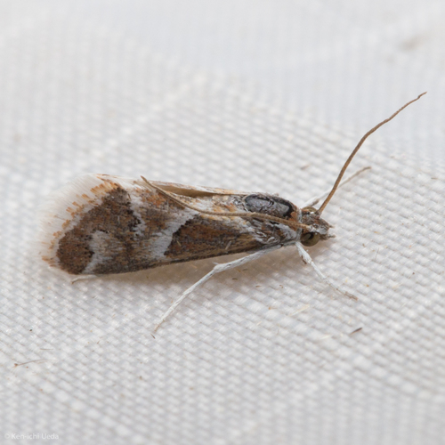 Noctueliopsis virula