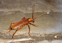 Dejanira quadripunctata