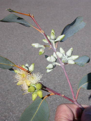Eucalyptus dealbata