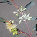 Eucalyptus dealbata - Photo (c) Dean Nicolle, some rights reserved (CC BY-NC), uploaded by Dean Nicolle