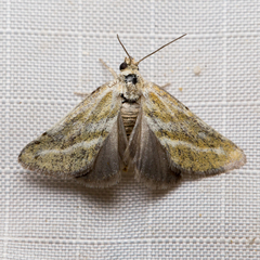 Lineostriastiria hutsoni