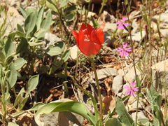 Tulipa agenensis