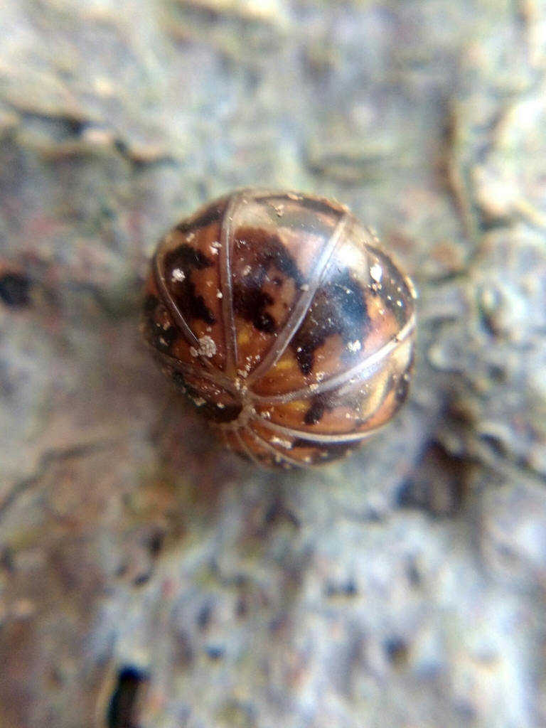 Haploglomeris multistriata