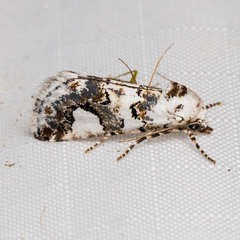Tristyla alboplagiata