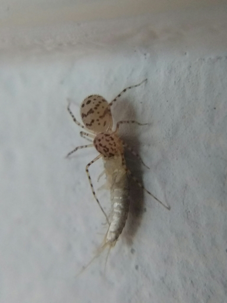 Common Spitting Spider