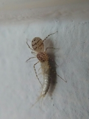 Common Spitting Spider