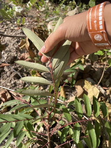 Aceituno (Simarouba amara)