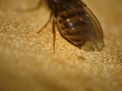 Drosophila repleta