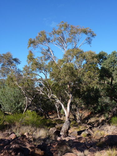 Eucalyptus vicina 2